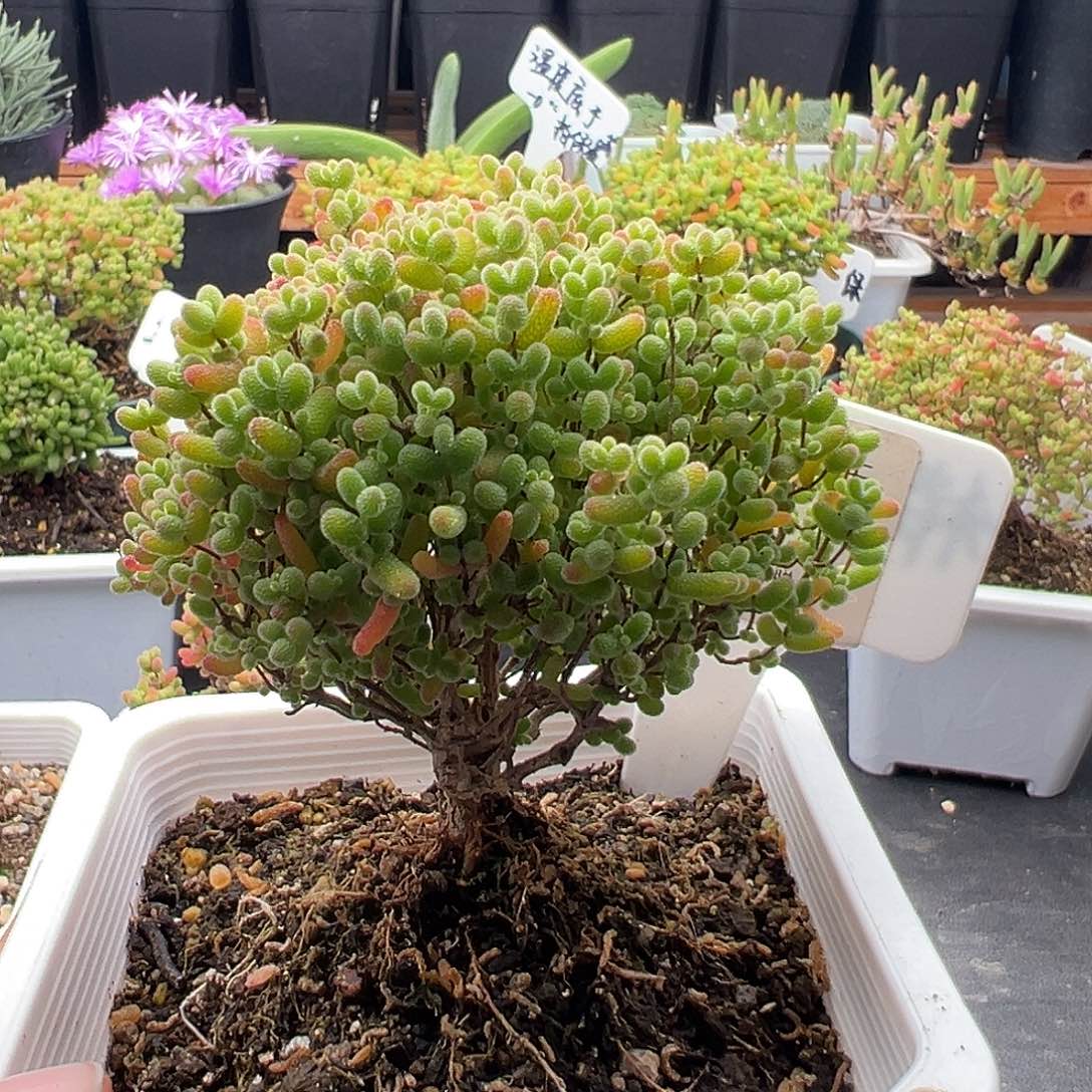 Z*C515号密橘糖球12.27多肉