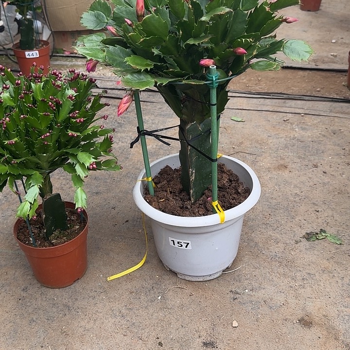 然***然大部分开放少量花苞157嫁接083大盆