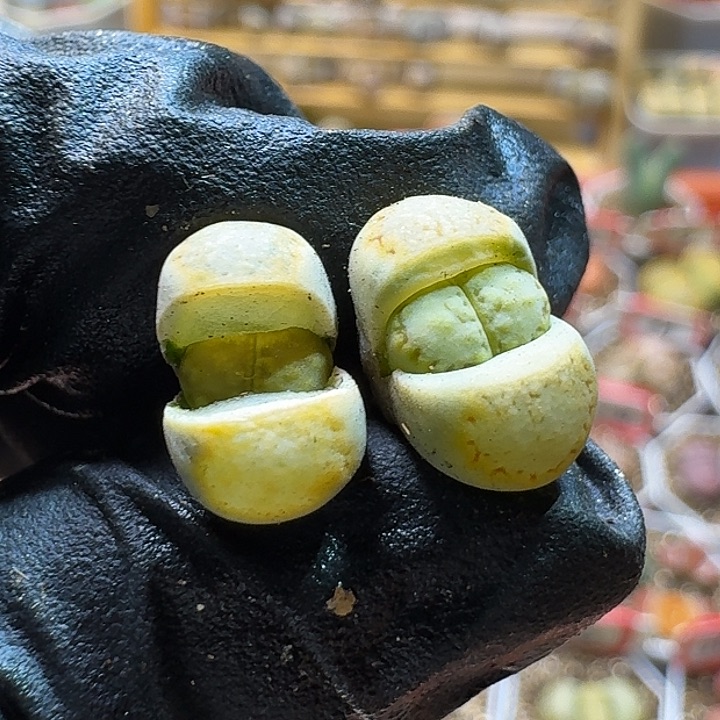 生石花23:：/。  222