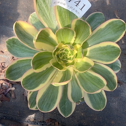 1741燕姿锦多肉法师锦