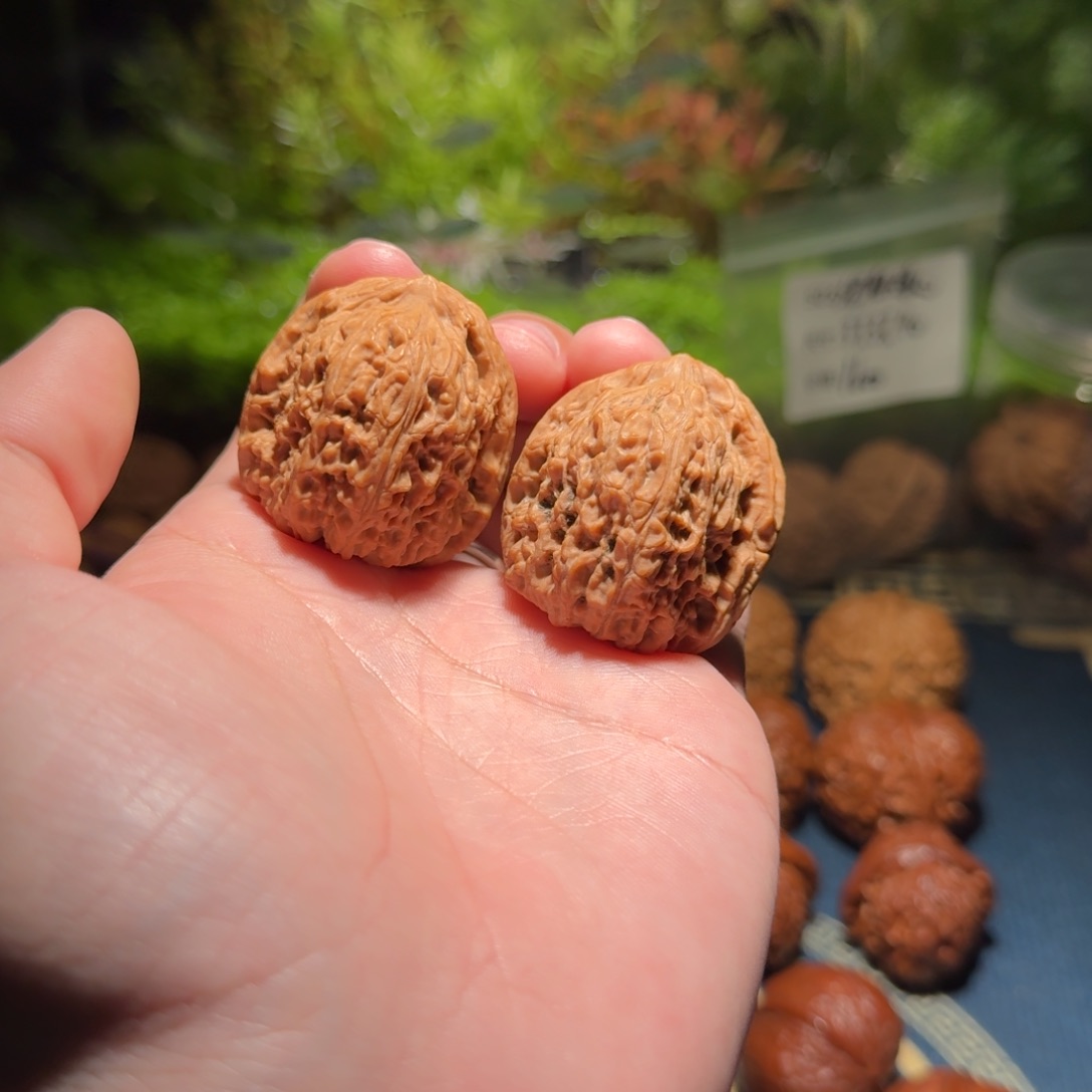 565号35南疆石南疆石南疆石