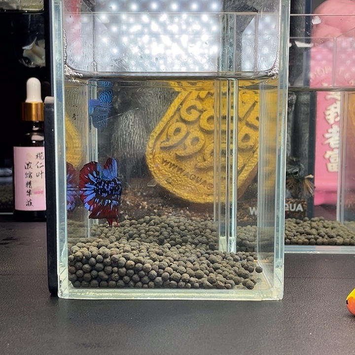 斗鱼14号924早暗黑