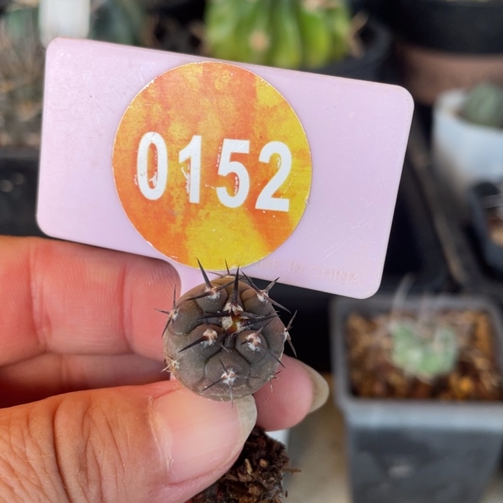 清****实生仙人球一棵0152