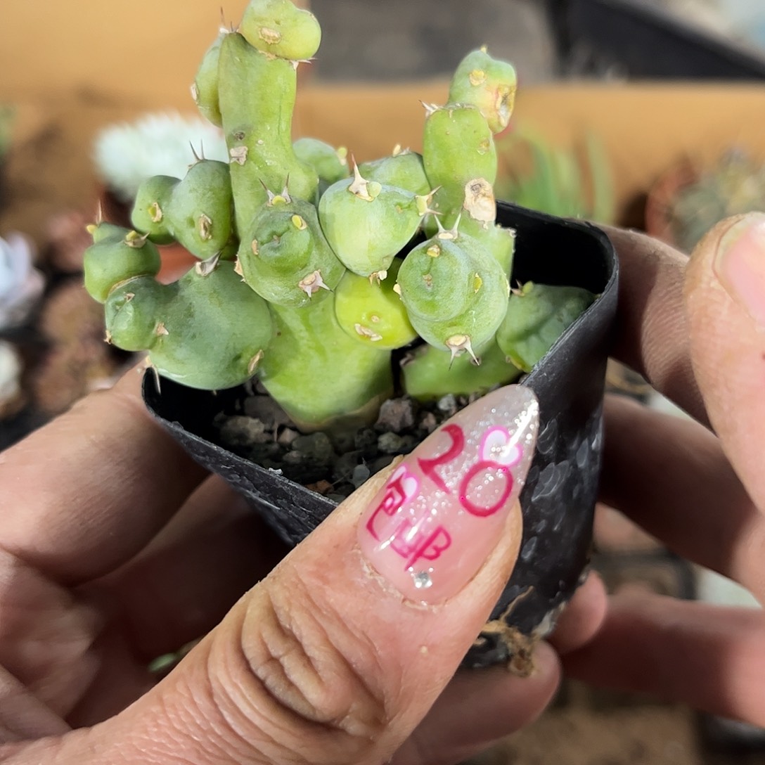 丘栖大吉有根发货有根