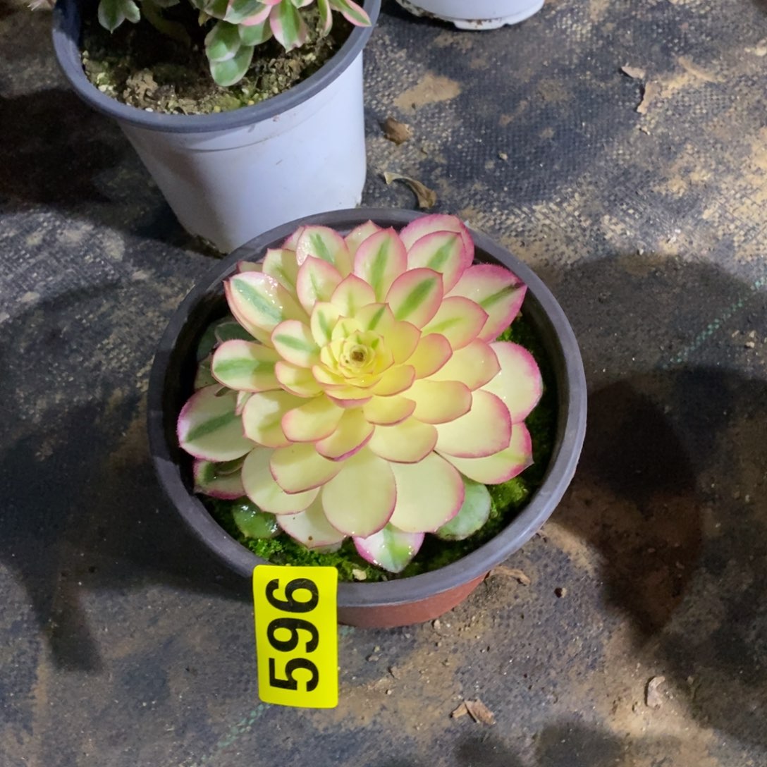 荔枝多肉法师896