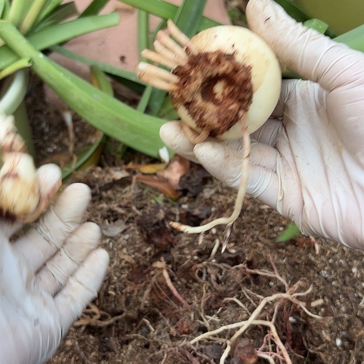 无花朵朱顶红盲盒5+1侧