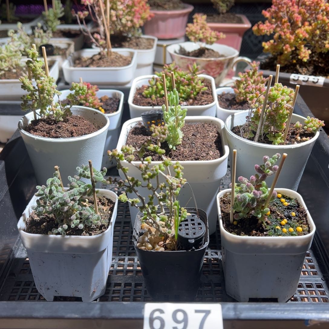 枝干番杏多肉植物697