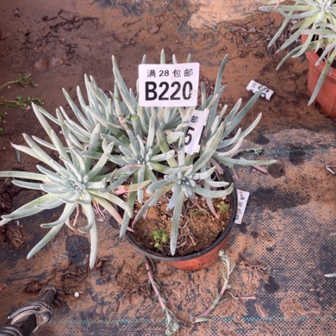 220爱度莉丝不包断枝