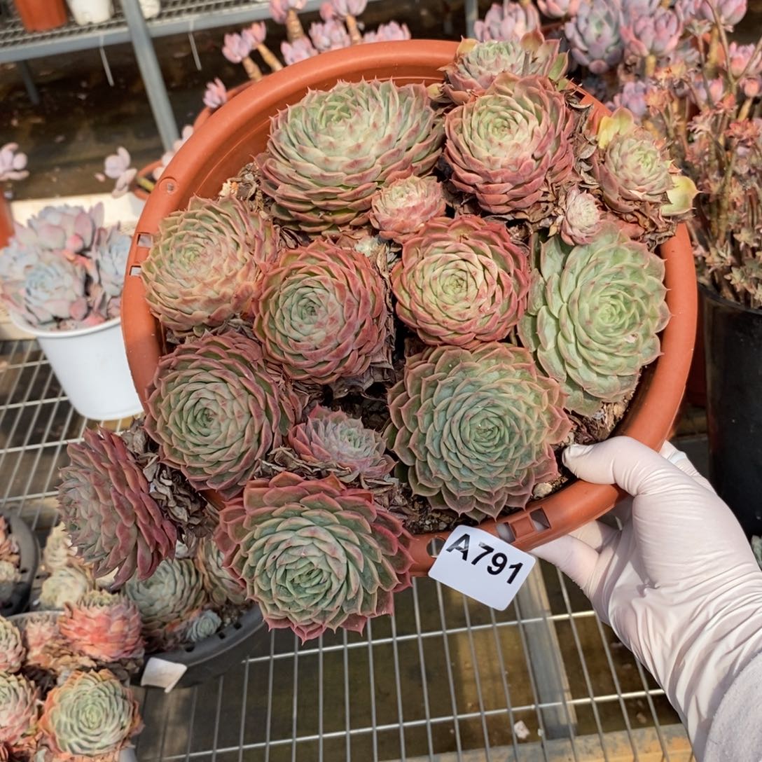 茉***～791昂斯诺一物一拍