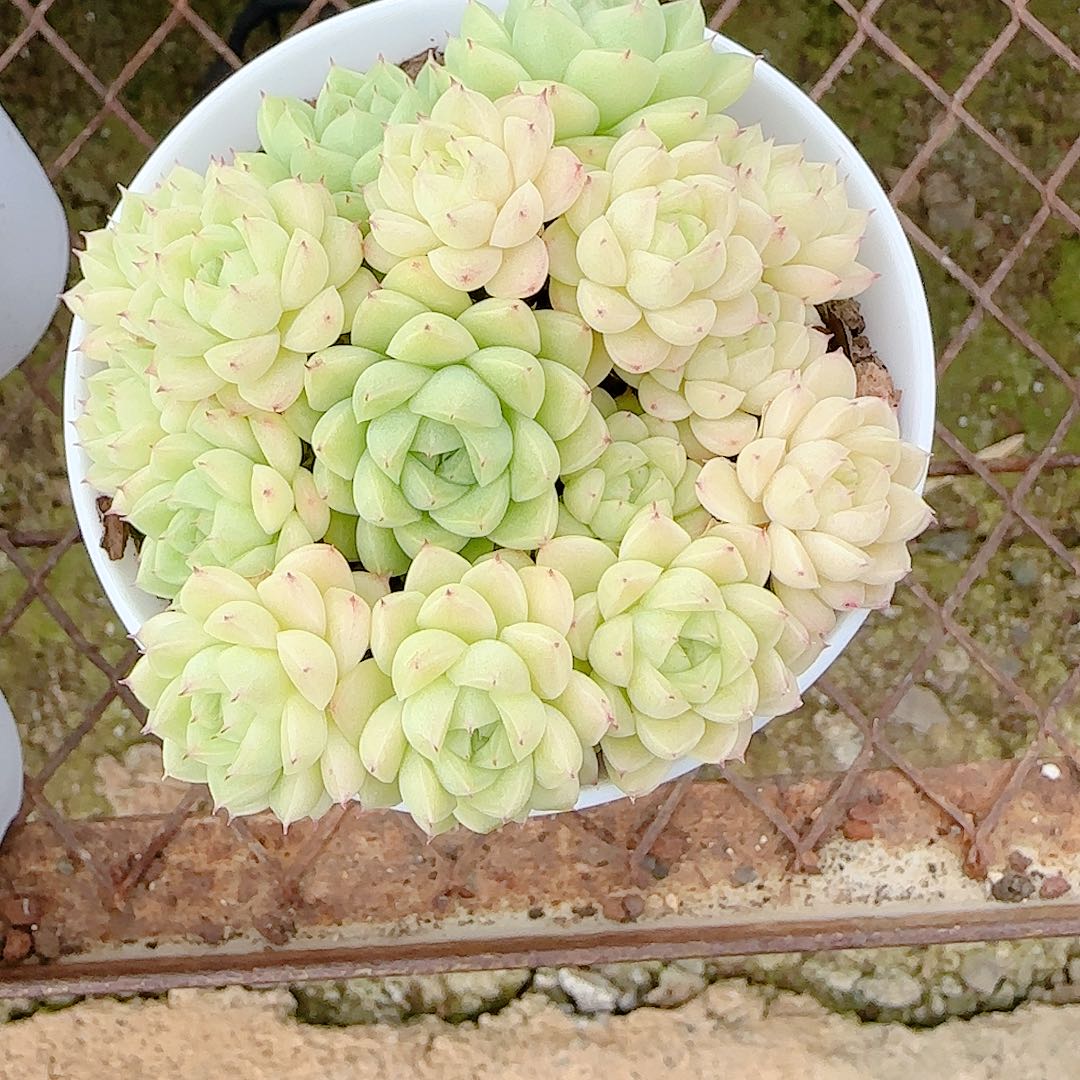 江***添1211-59（m1-149-1）多肉