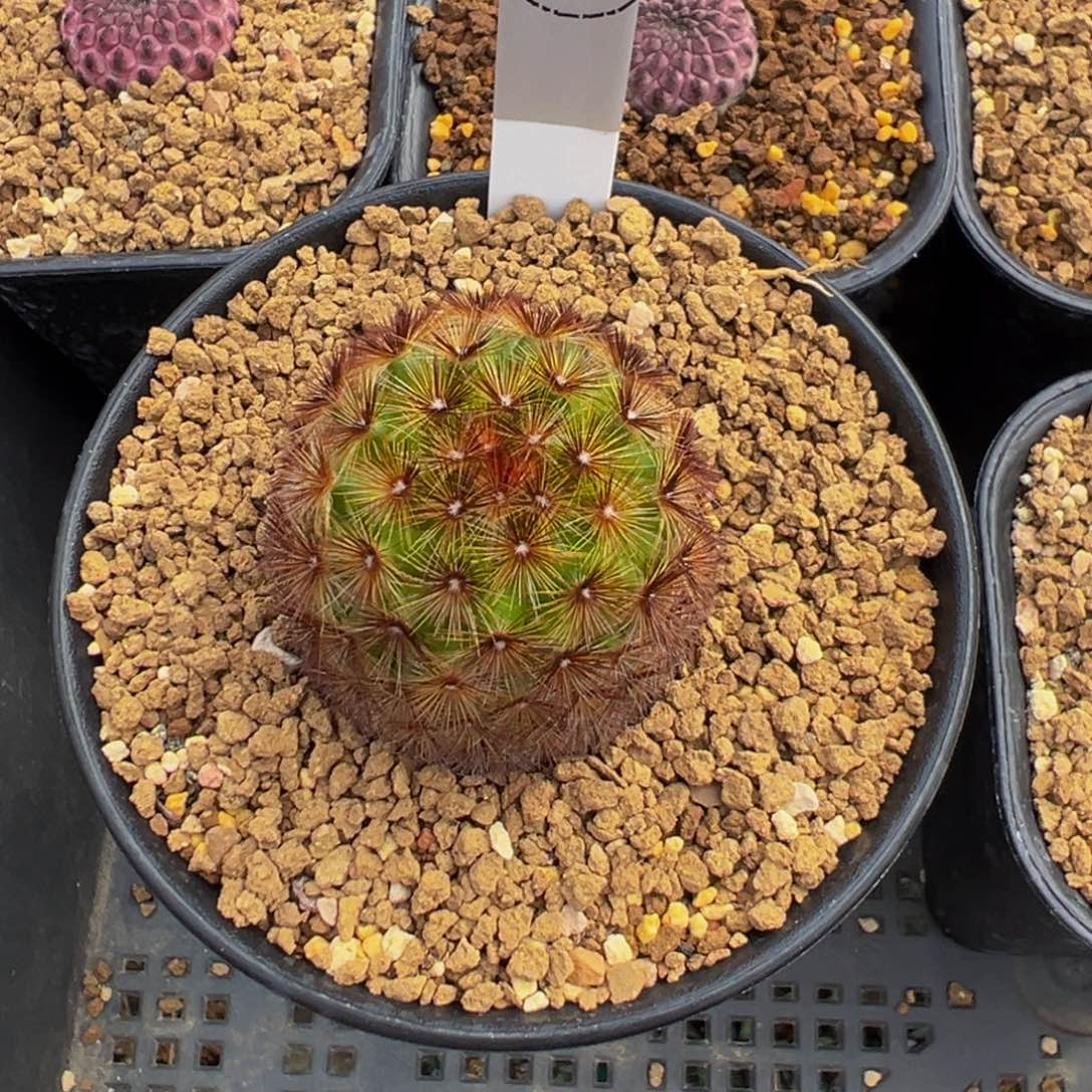 维***贝243实生根嘉文丸多肉植物带盆土