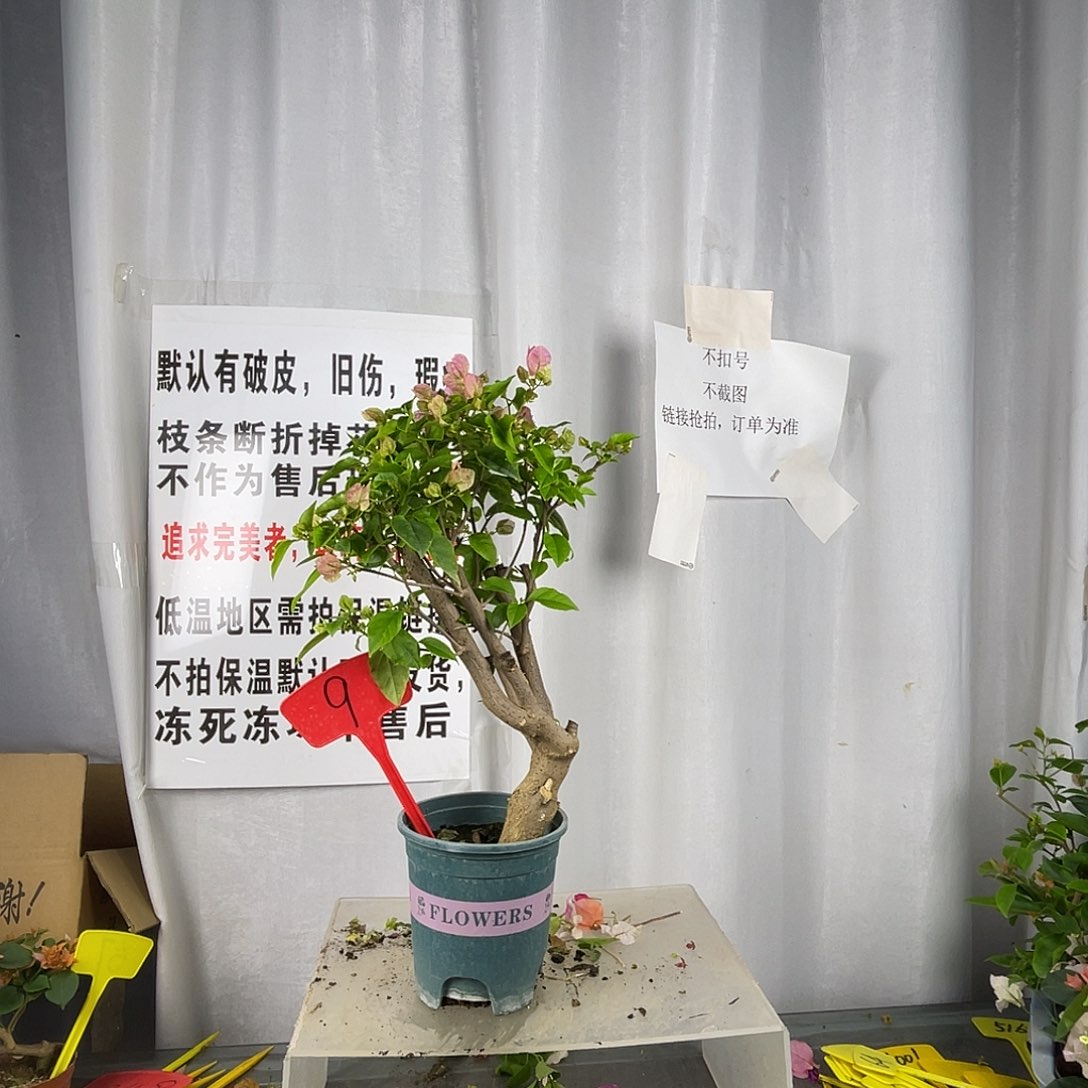 当前无花栽培后可以开花9广红樱桩粗3.2公分