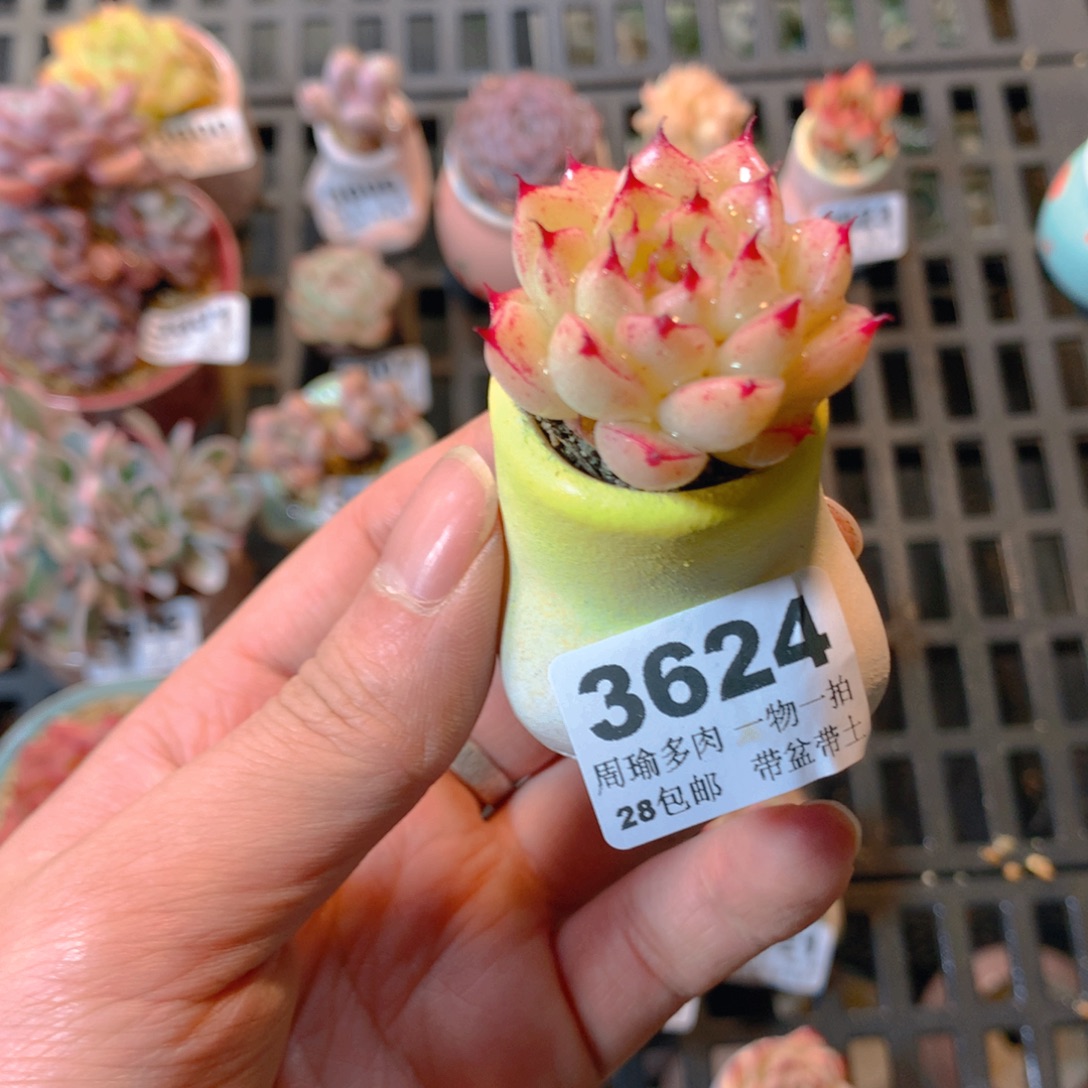 5厘米盆精控多肉3624