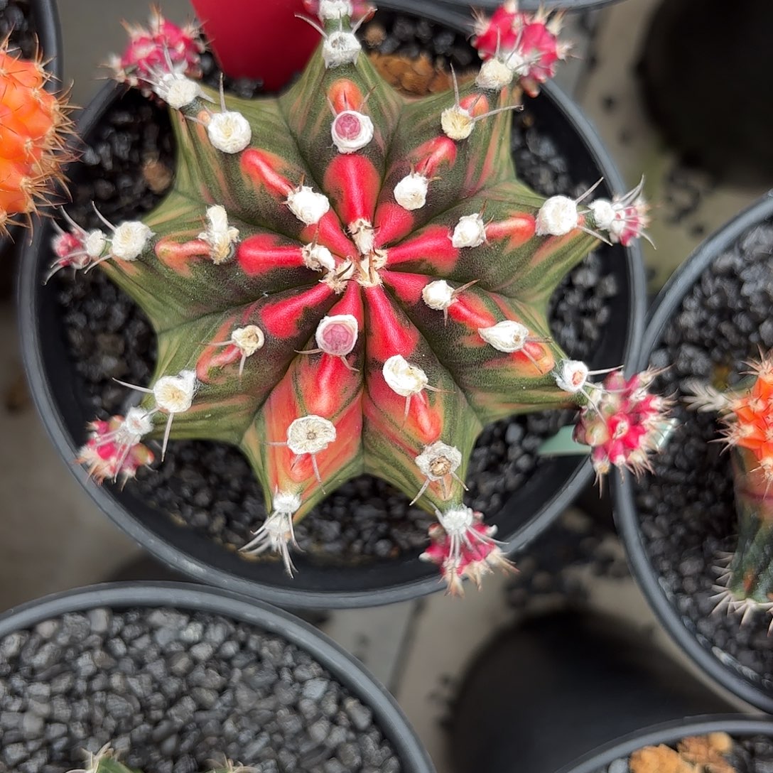 160-1108泰国发货多肉