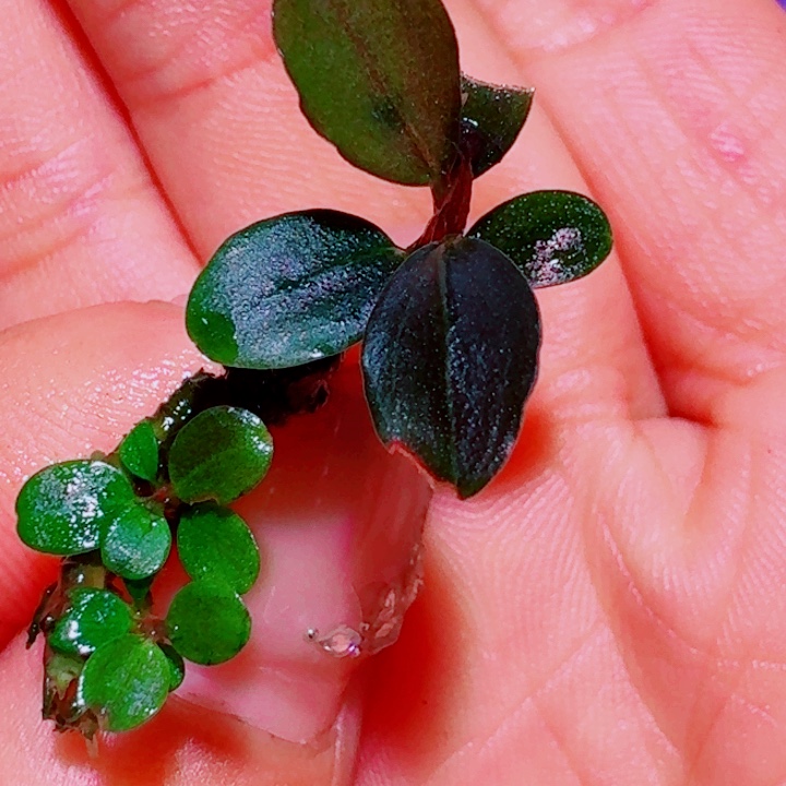 无花朵福利58号福利价植物一头