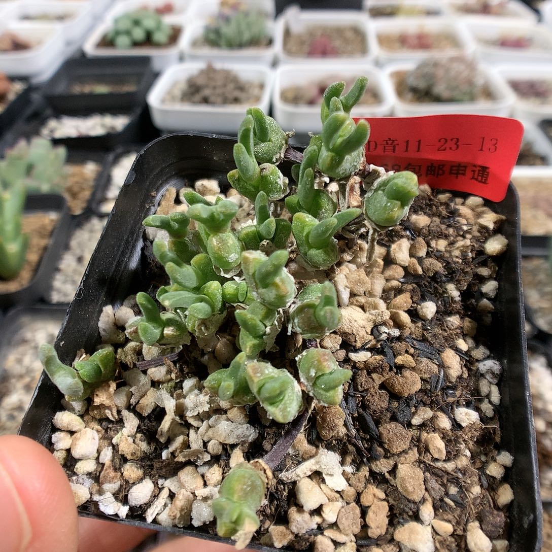 11-23-13     冰糕1颗