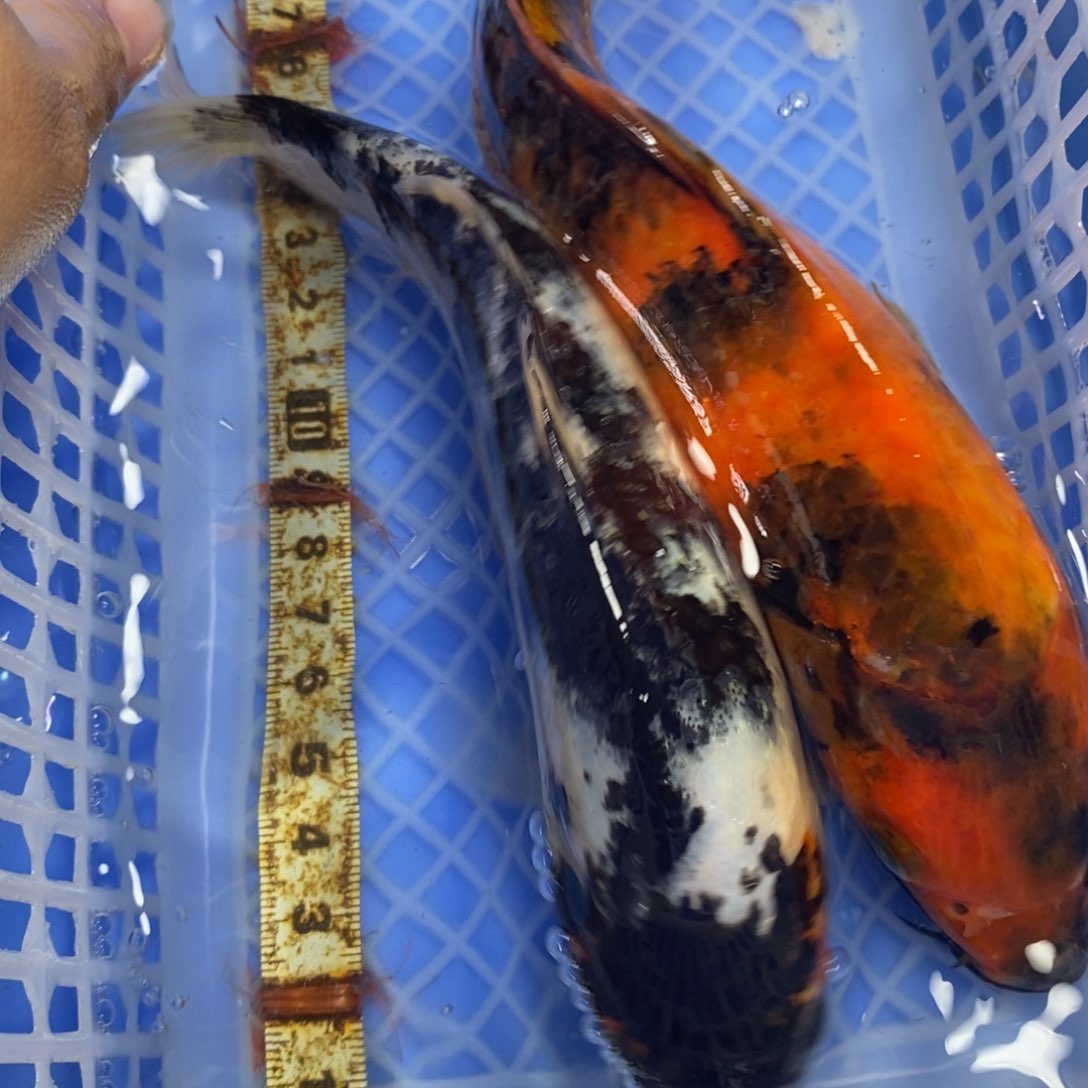 锦鲤冷水锦鲤包邮