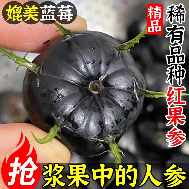 【顺丰快递】云南红果参高原新鲜采摘稀有蜘蛛果酸甜多汁营养丰富