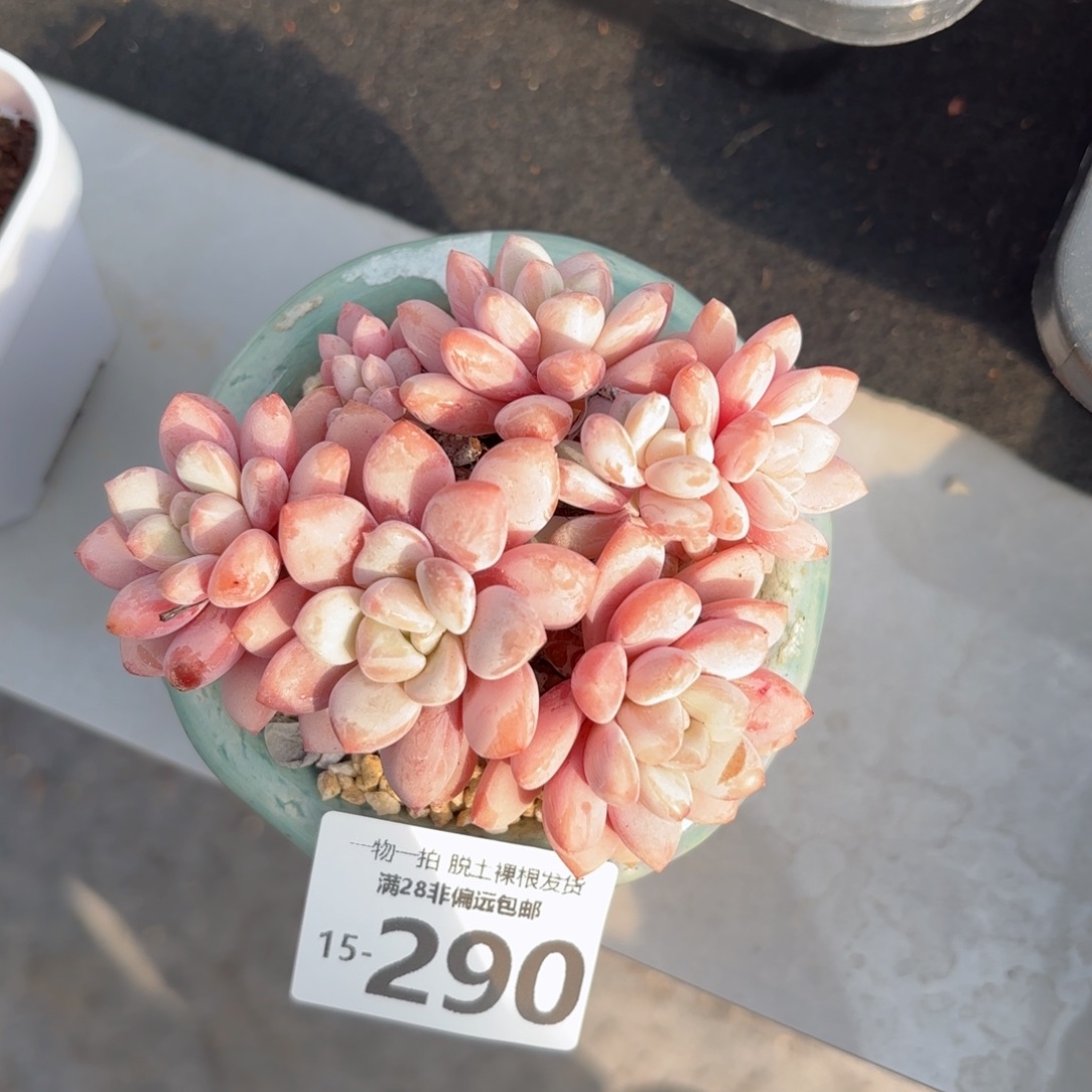 拉丝雨老桩多肉多肉