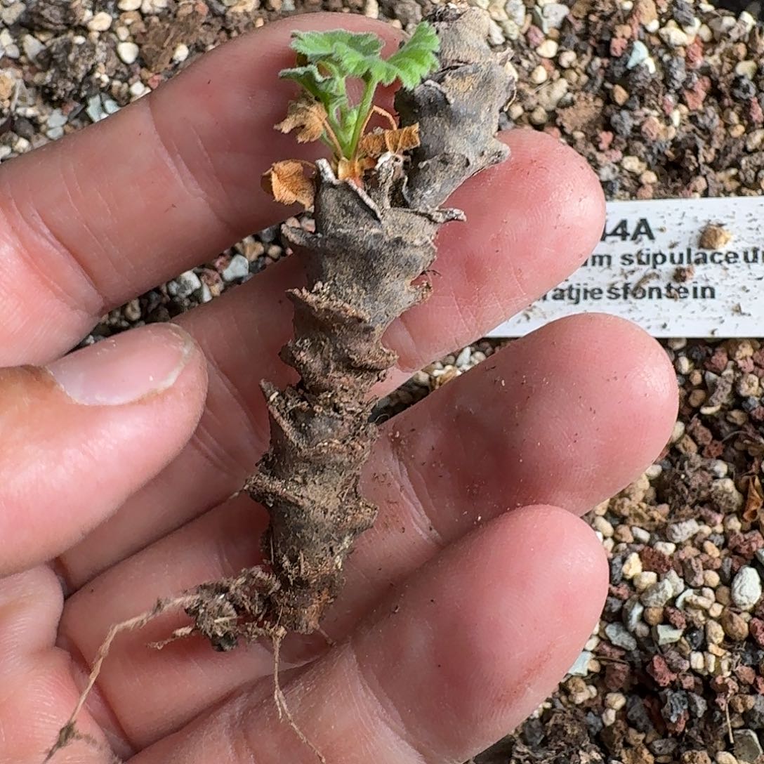 松果洋葵一个公拍