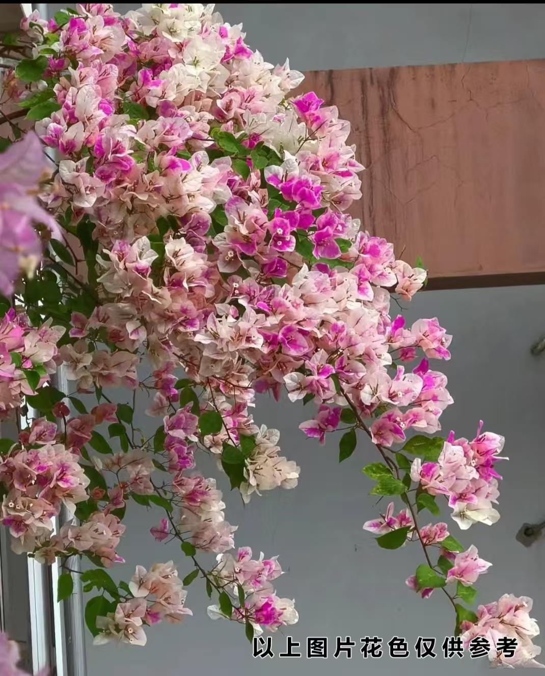 【漳红缨】【包售后一个月】【包对版】三角梅四季开花爬藤飘枝好养护