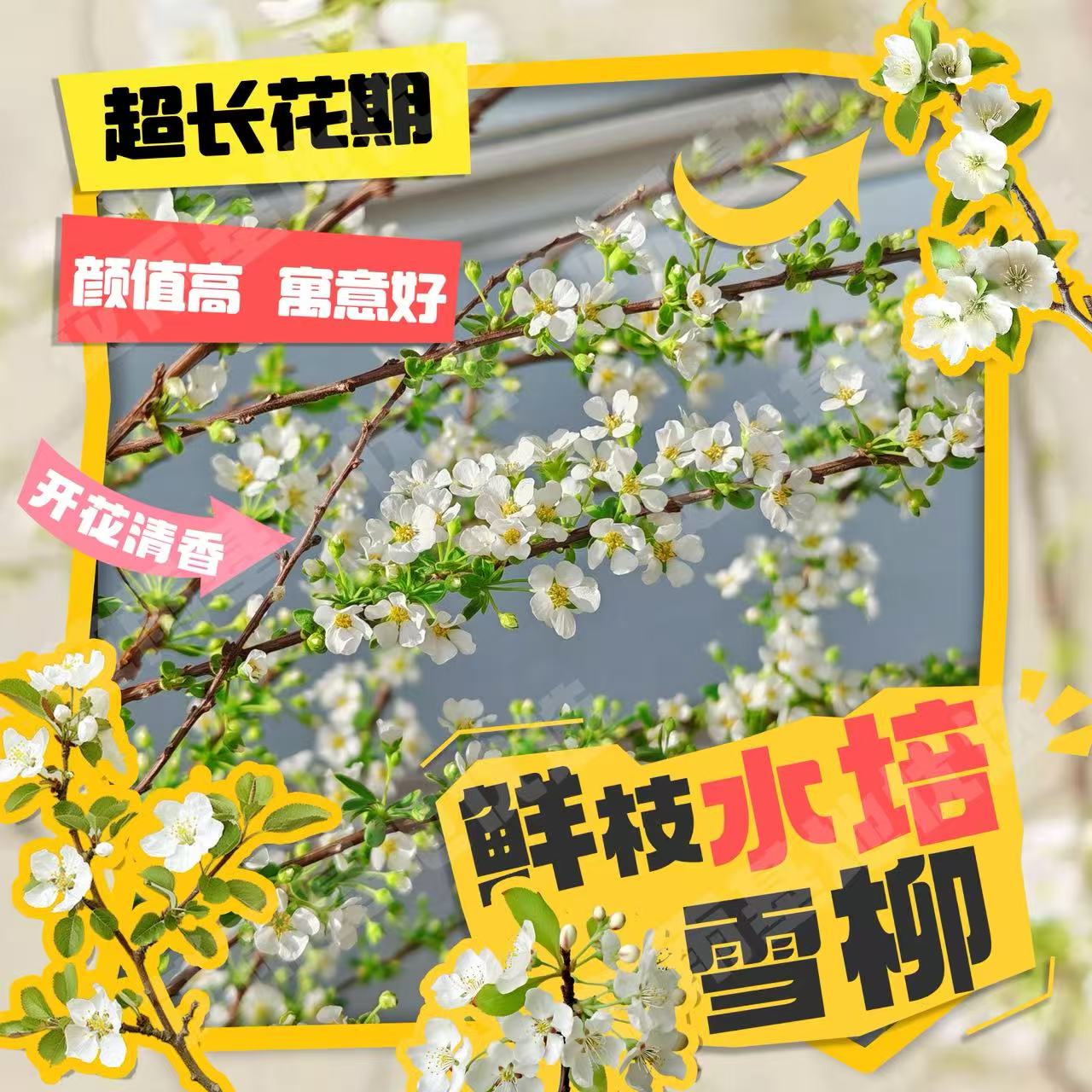 【云南雪柳】鲜枝带绿芽孢发花苞耐寒室内开花水培植物（不卖干枝）6