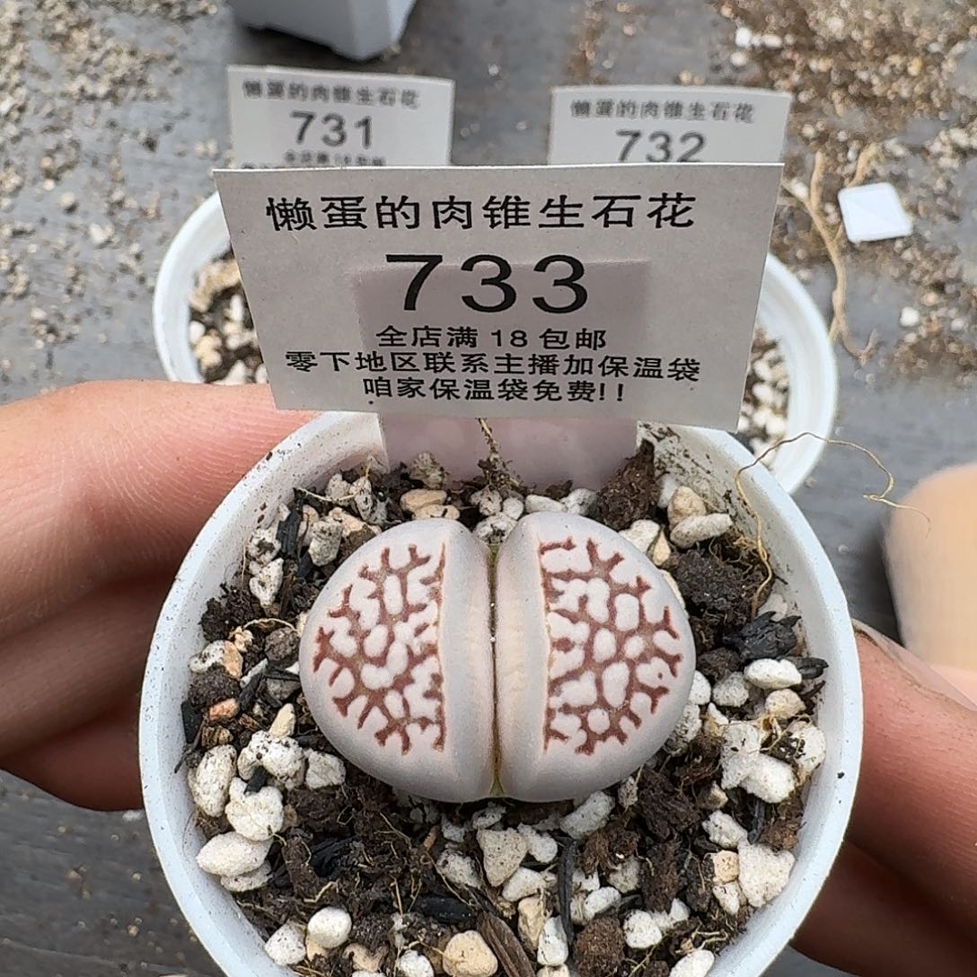 733尺寸2.7cm左右满18包邮