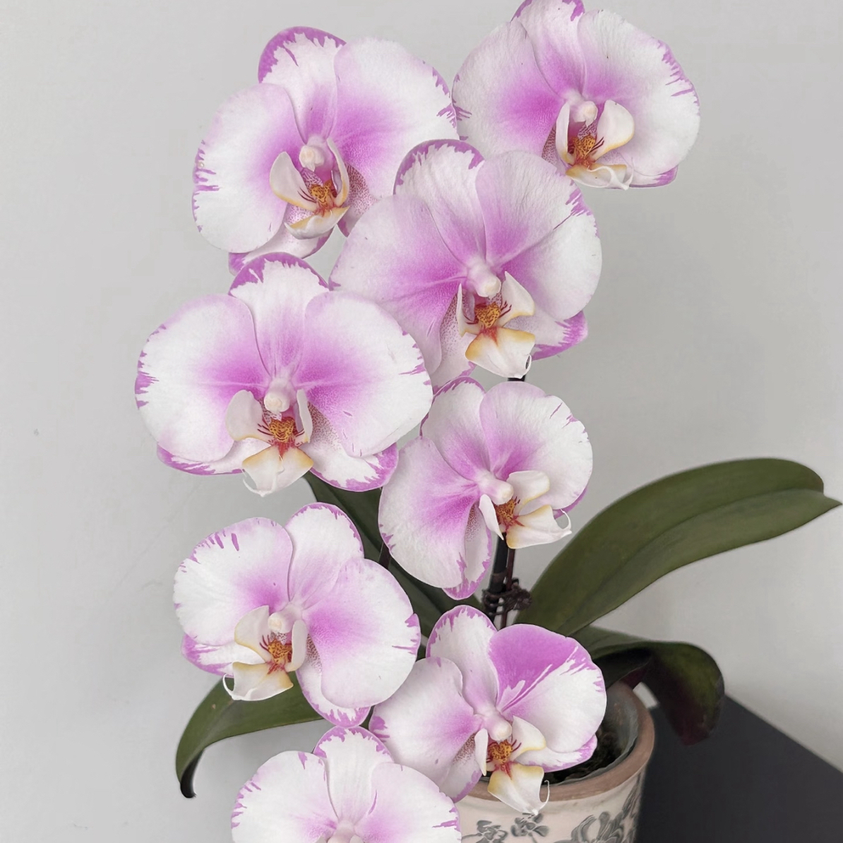 植得【3.5寸闪边安娜】蝴蝶兰带花带花苞