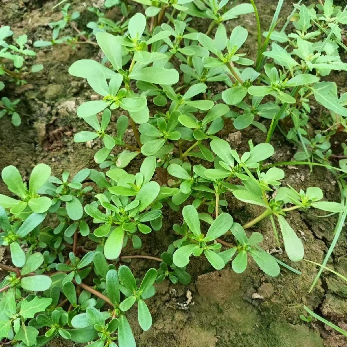 顺丰包邮野生马齿苋马蜂菜新鲜采拔现发。