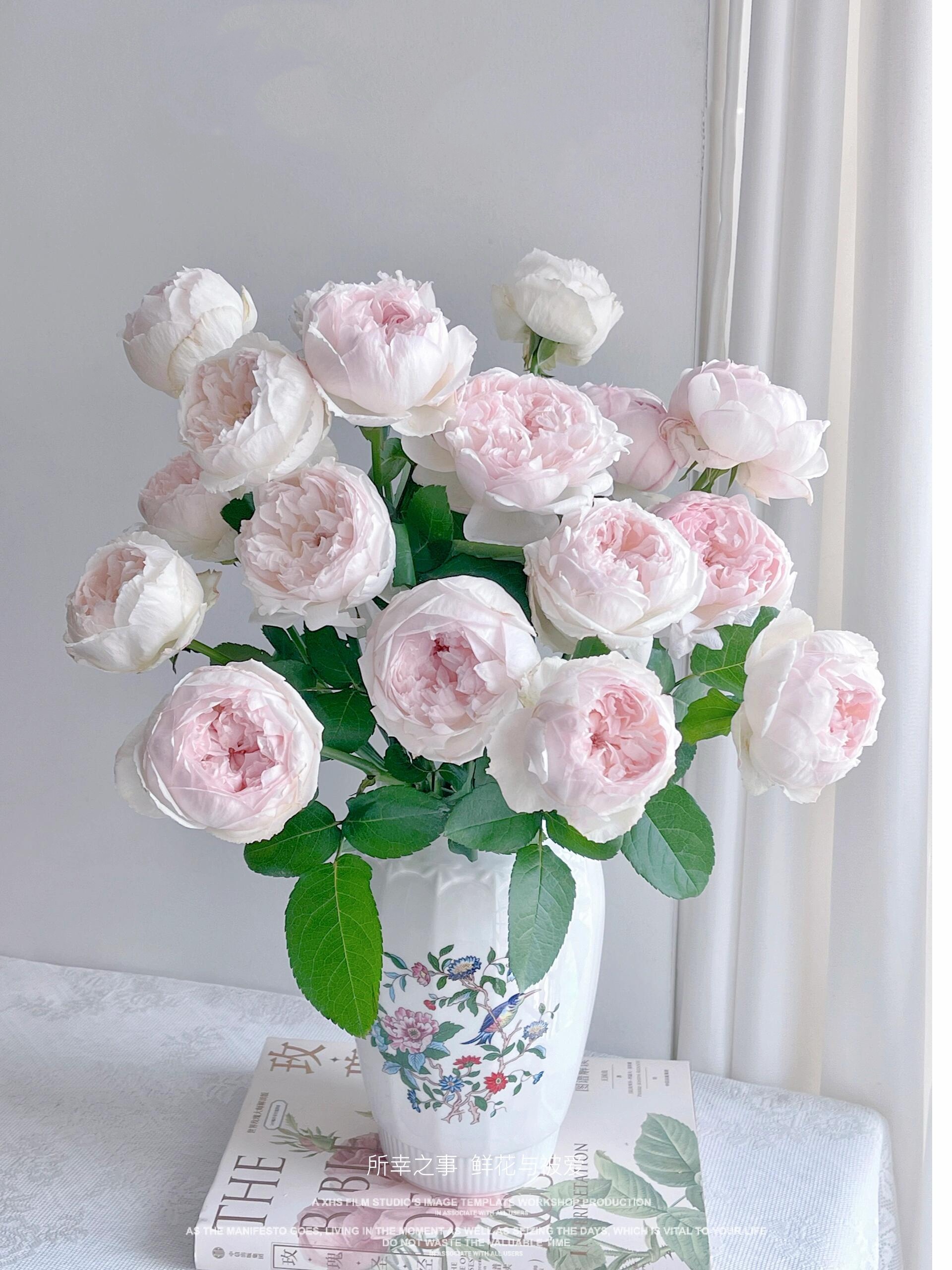 【稀有玫瑰】可爱瓷-单头玫瑰（注意：带包装醒花）