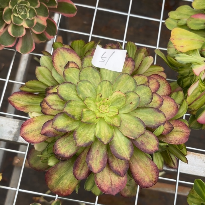 发***好无花朵051特价光影无根无售后