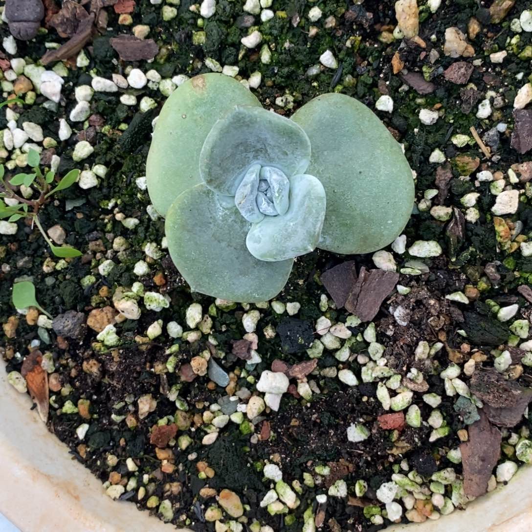 普芙拇指杂包邮非偏