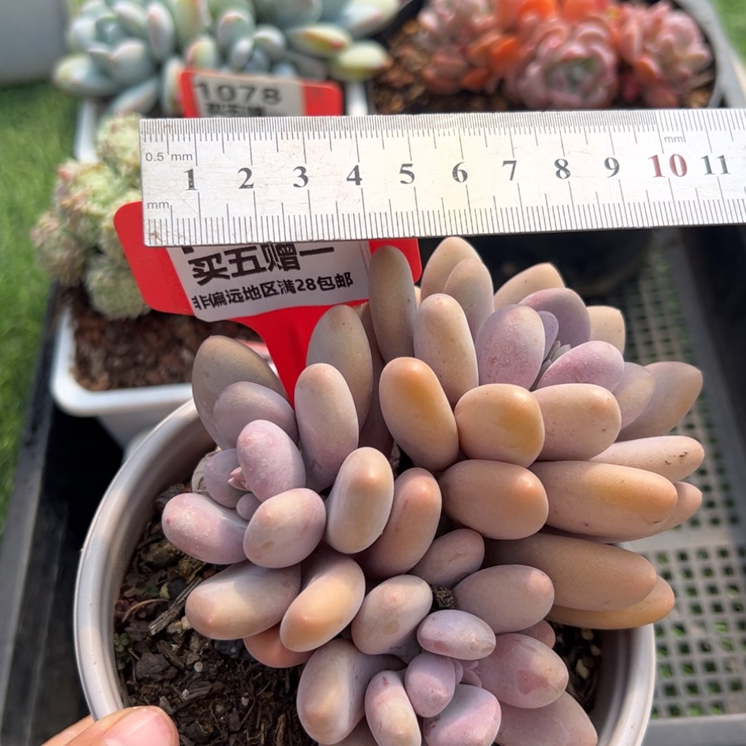 表妹精品多肉，1080.