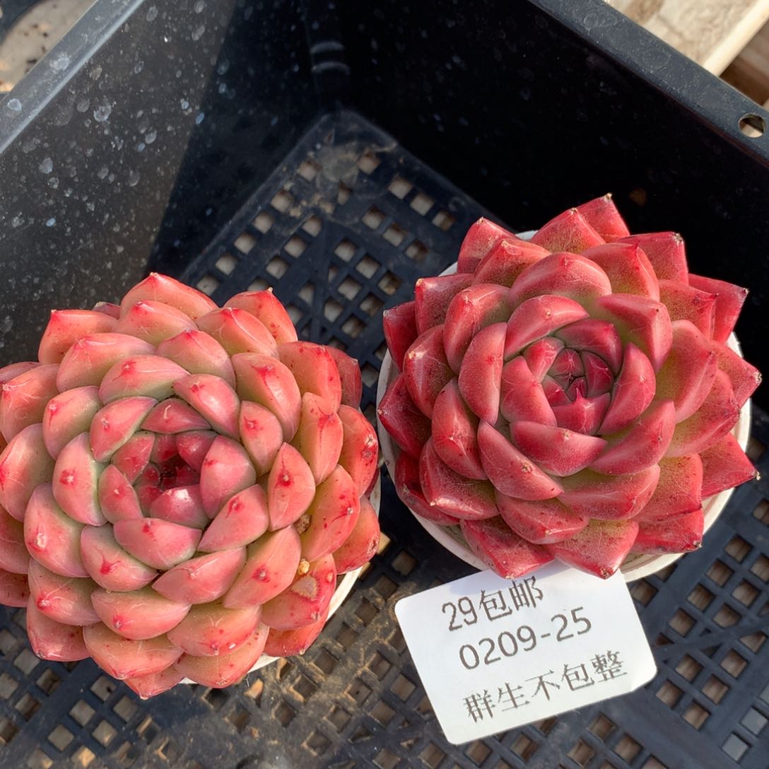 0209-25 麦杆两颗