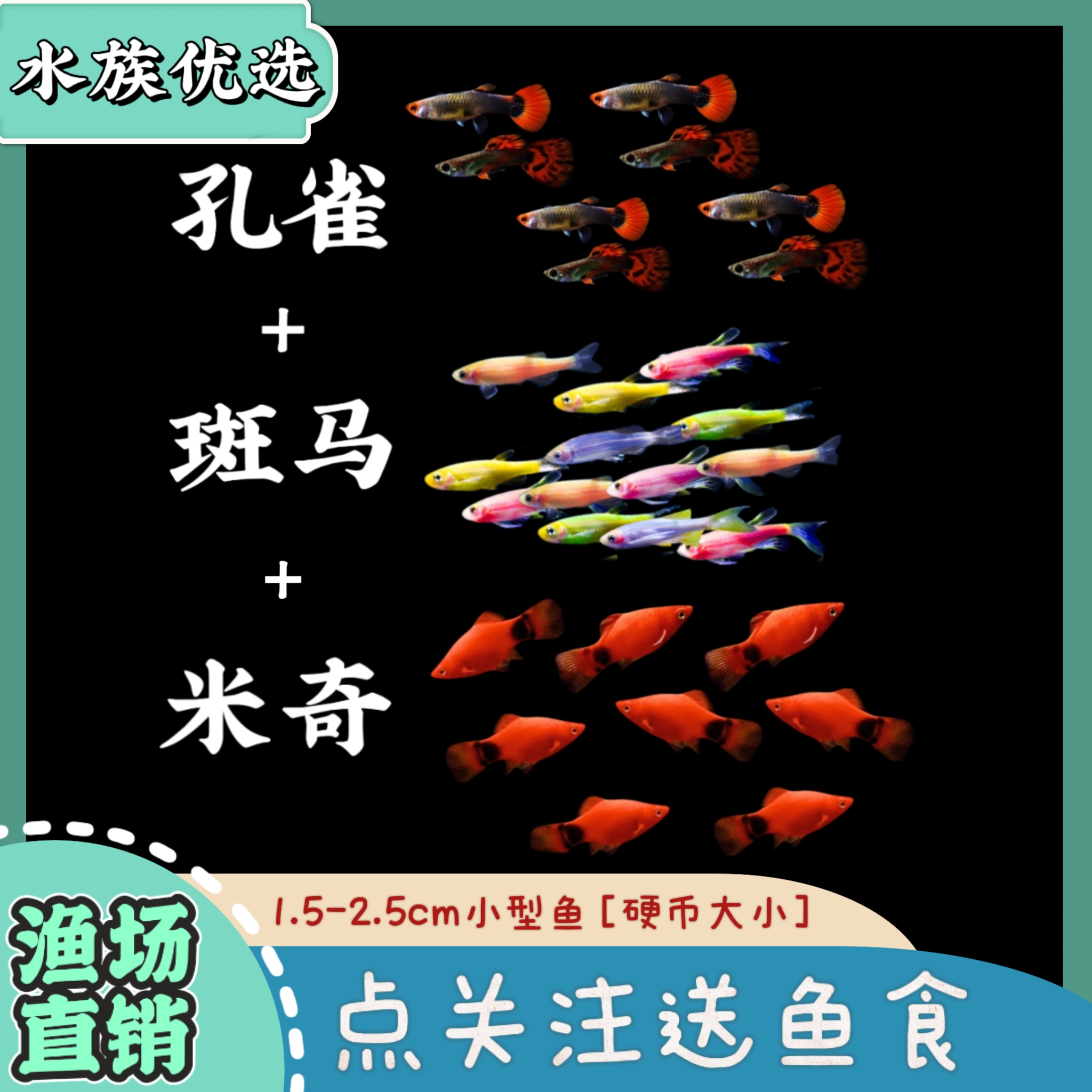 孔雀鱼+斑马+米奇组合观赏鱼混养热带淡水小型鱼好养耐活小鱼