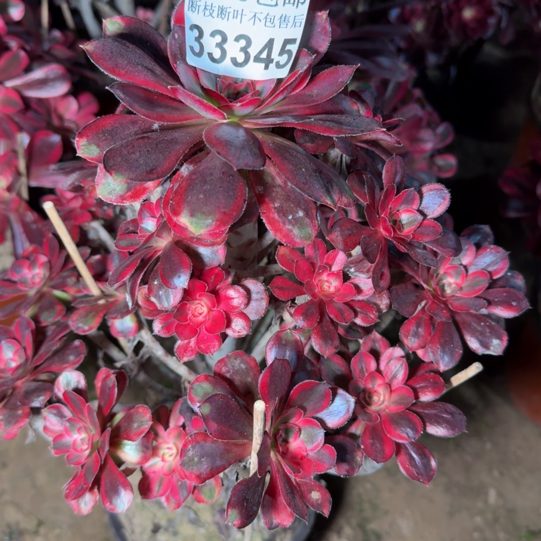 一***光33345香奈儿多肉植物