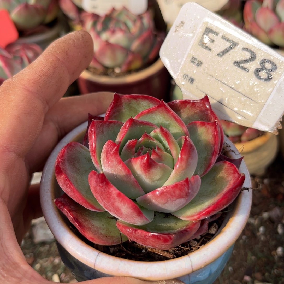 惊鸿一瞥728号多肉