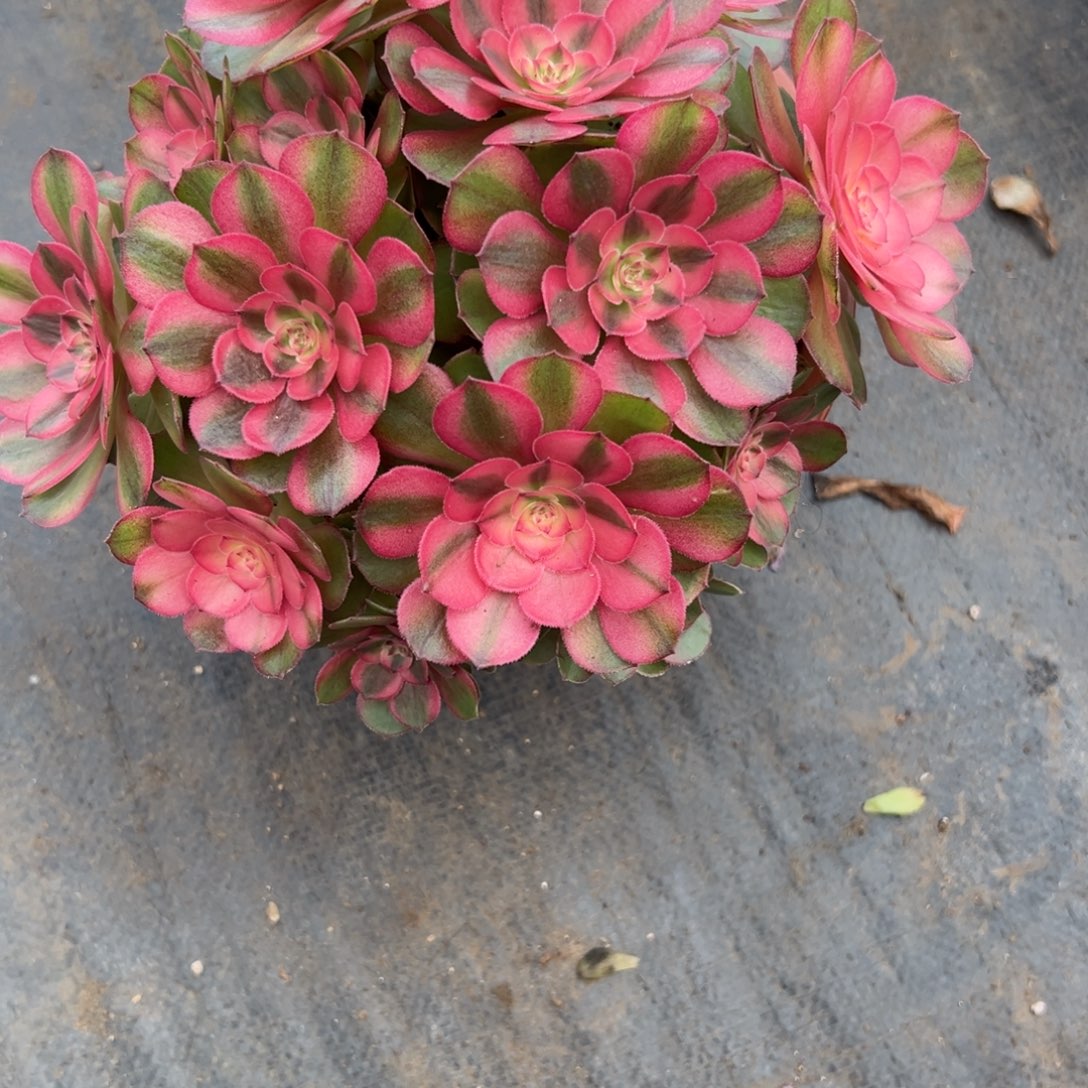 7320荔枝朵朵多肉多肉