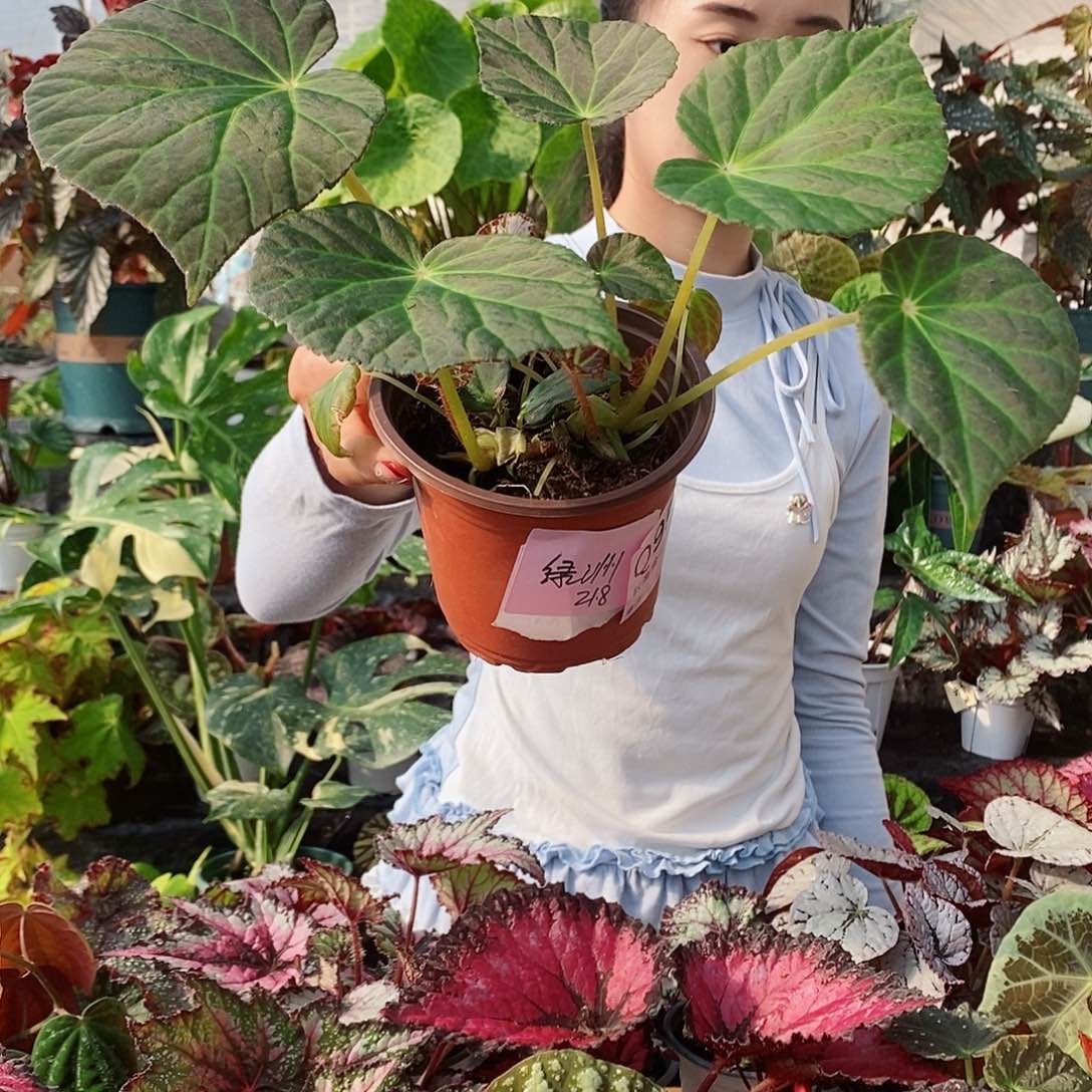 不开花植物空**0秋海棠955