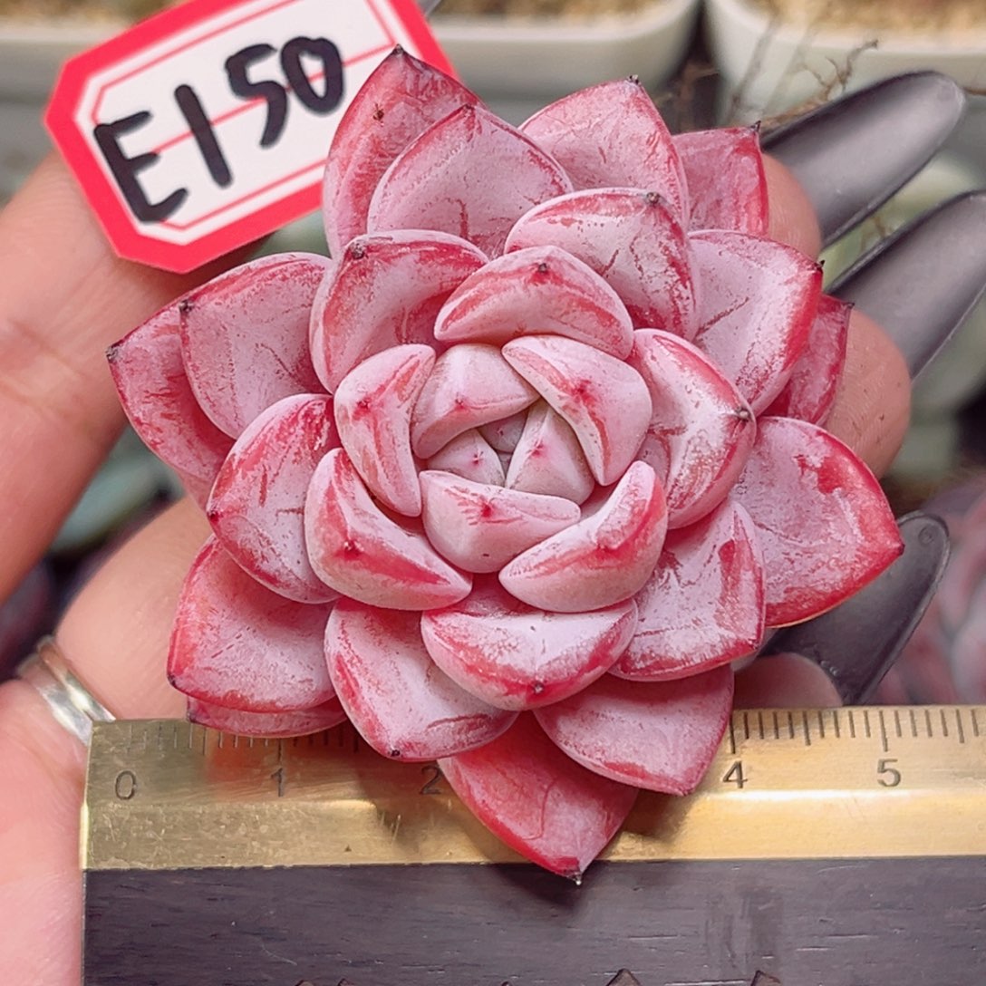 E150 一物一拍 维特