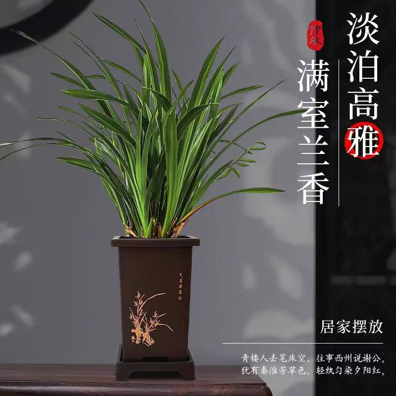 【8-12】墨兰盆栽四季常青好养护适合室内阳台办公室观赏花卉