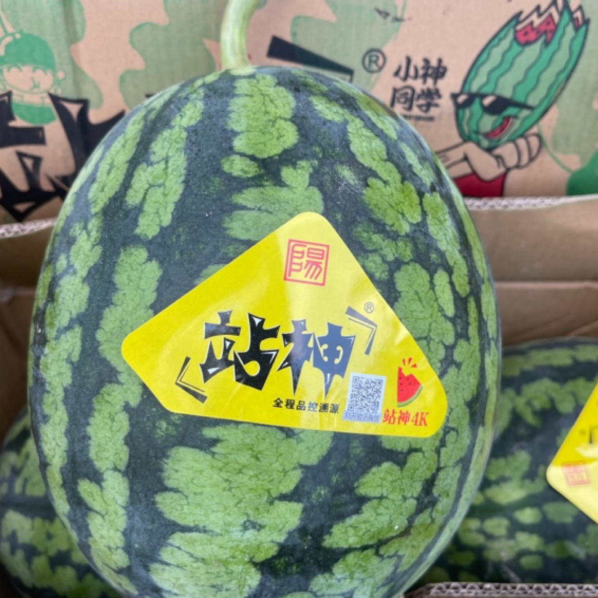 站神西瓜一个约8.5斤西瓜同城送广东省