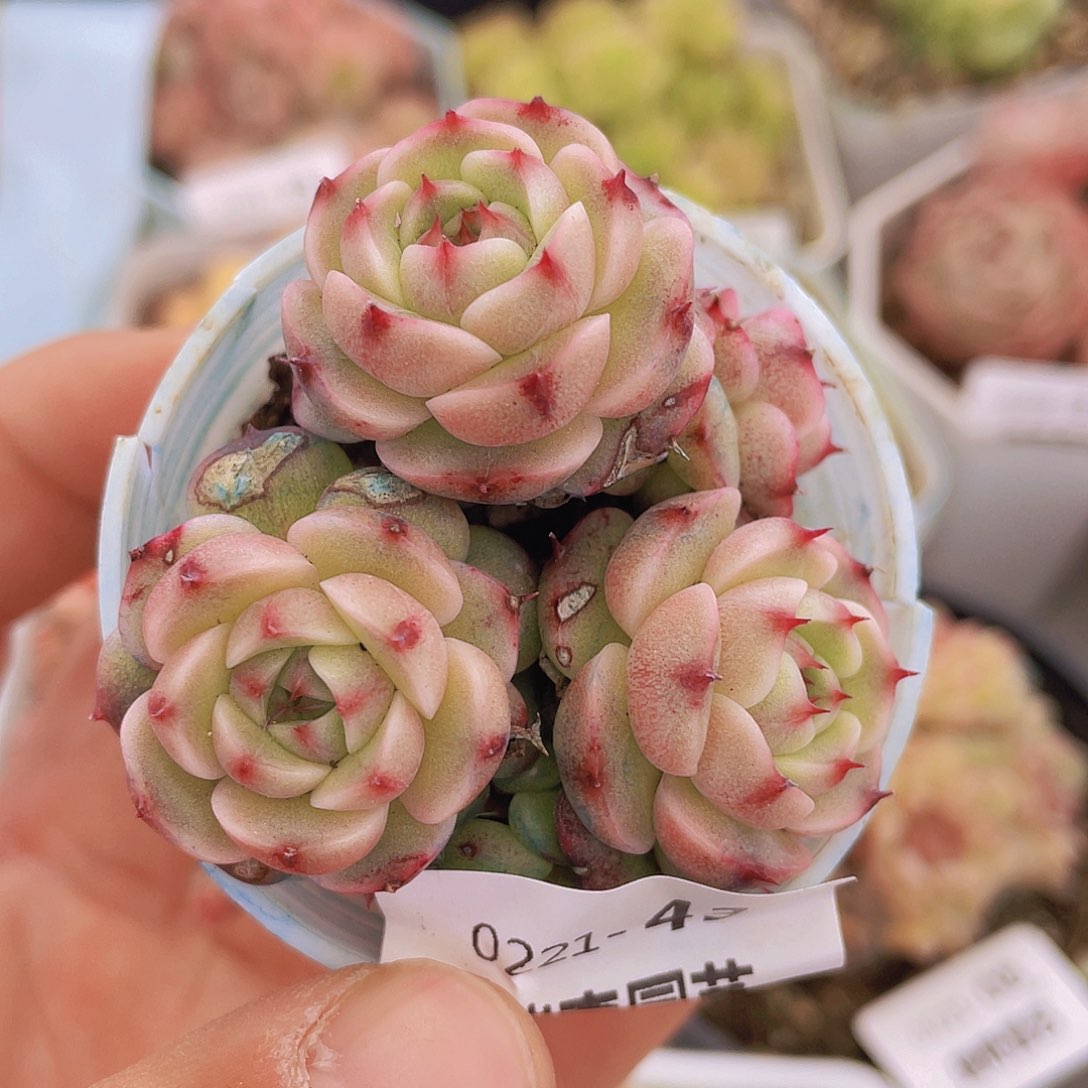 000000000000043量拍