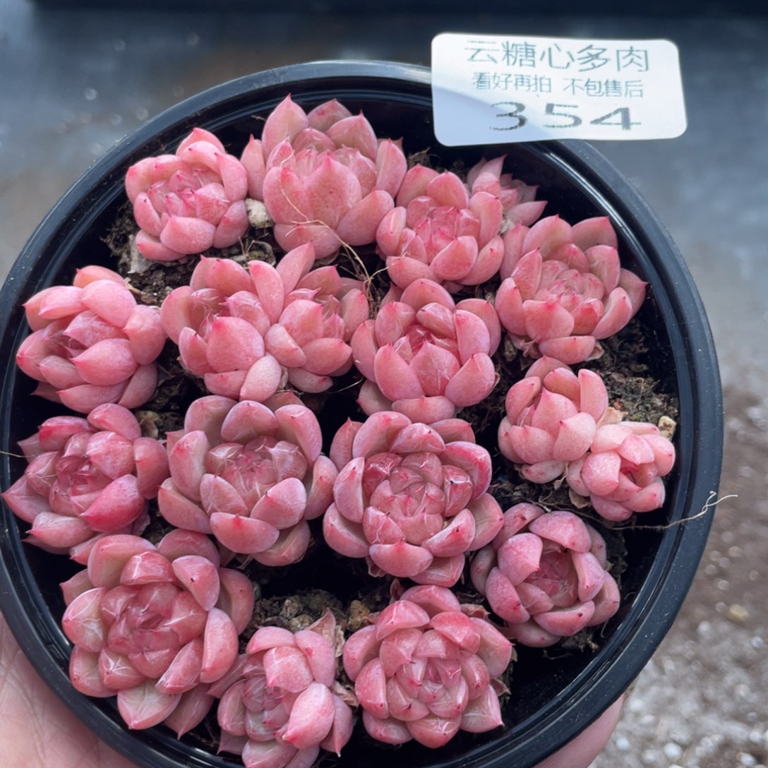 云糖心多肉植物354