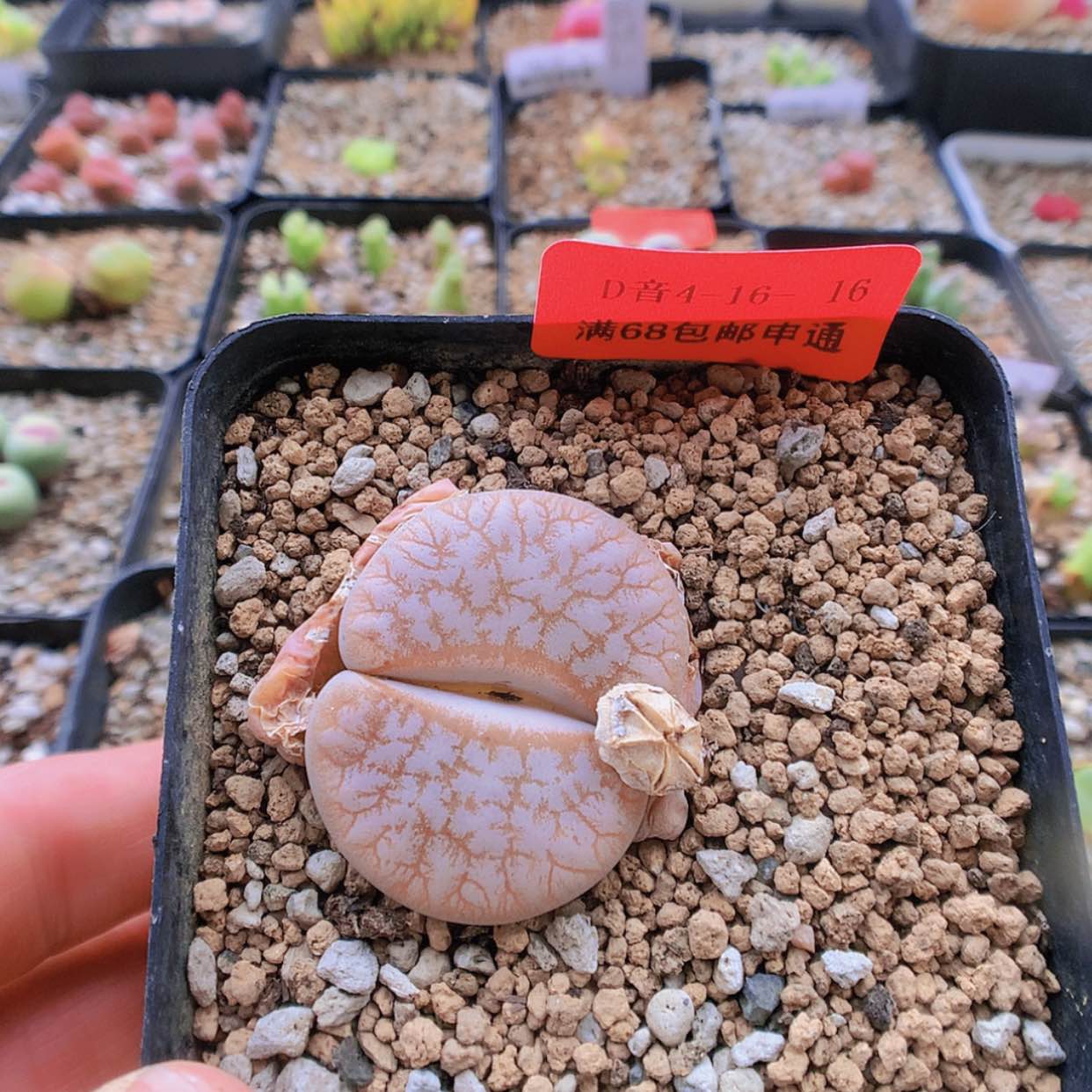 【闪购商品】4-16-16 拿铁1颗 20