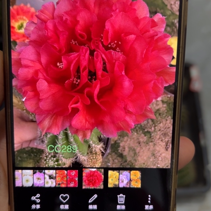 无花朵无根侧芽歪cc289