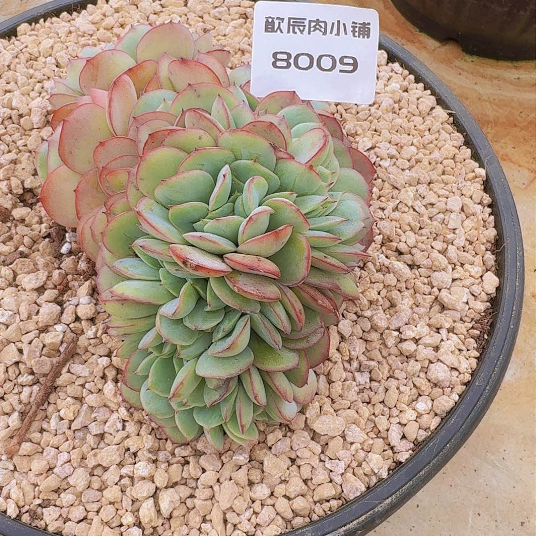 ?****?多肉植物牡丹亭缀8009