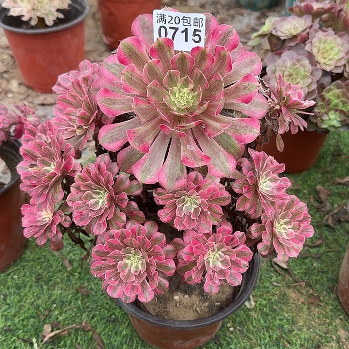 0715红铜超白多肉法师