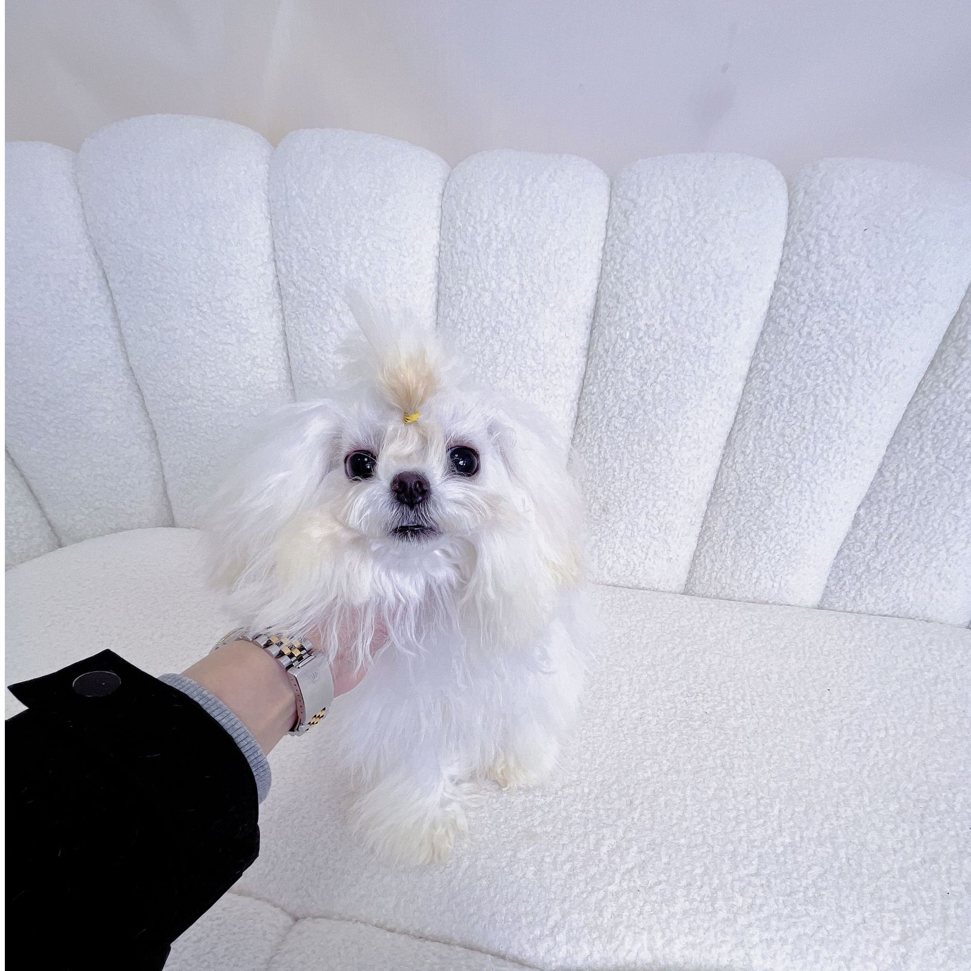 马尔济斯妹妹 9个月包纯种健康马尔济斯幼犬超可爱2520