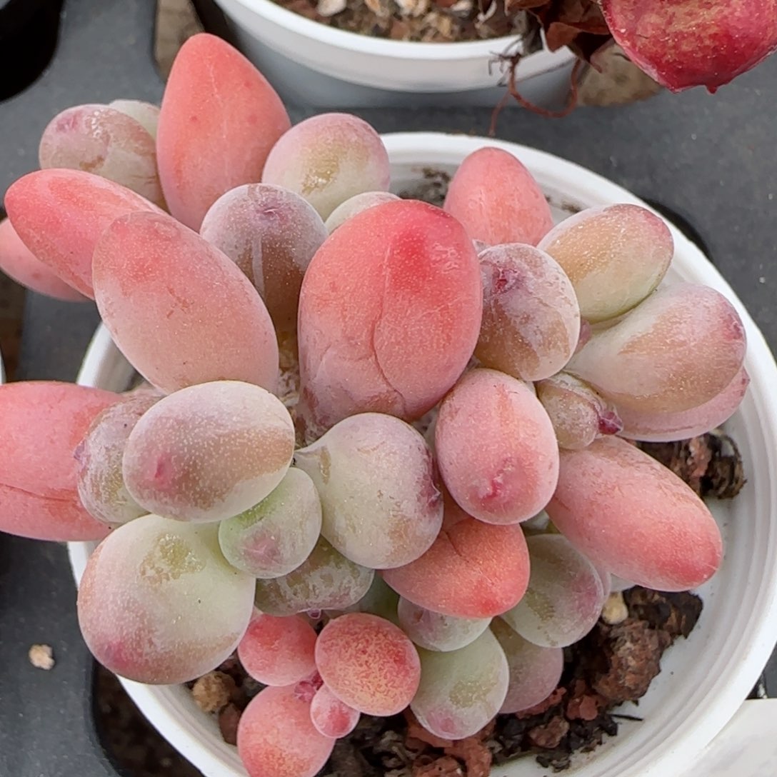 花语逸镜0223-455